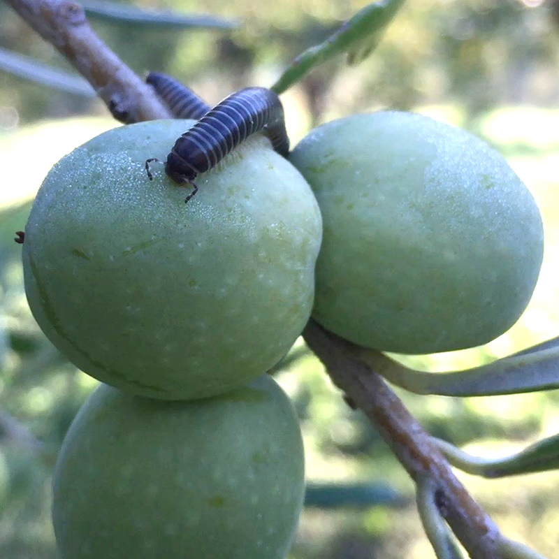 Taibi_Difference_-_organic_800x